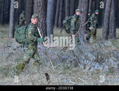 08. Oktober 2020, Brandenburg, Groß Gastrose: Soldaten der Bundeswehr vom Jägerbataillon 413 aus Torgelow (Mecklenburg-Vorpommern) suchen im Rahmen der Eindämmung der Afrikanischen Schweinepest (ASP) einen Wald nach Damwild. Soldaten des Jägerbataillons 413 und der Reserve Support Company Brandenburg sind derzeit im Einsatz, um die Maßnahmen des Landkreises Spree-Neisse im Kampf gegen die Afrikanische Schweinepest zu unterstützen. Insgesamt gibt es etwa 140 Soldaten, die in zwei Einsatzphasen eingesetzt werden. Foto: Patrick Pleul/dpa-Zentralbild/dpa Stockfoto