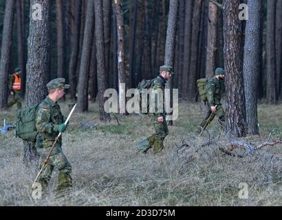 08. Oktober 2020, Brandenburg, Groß Gastrose: Soldaten der Bundeswehr vom Jägerbataillon 413 aus Torgelow (Mecklenburg-Vorpommern) suchen im Rahmen der Eindämmung der Afrikanischen Schweinepest (ASP) einen Wald nach Damwild. Soldaten des Jägerbataillons 413 und der Reserve Support Company Brandenburg sind derzeit im Einsatz, um die Maßnahmen des Landkreises Spree-Neisse im Kampf gegen die Afrikanische Schweinepest zu unterstützen. Insgesamt gibt es etwa 140 Soldaten, die in zwei Einsatzphasen eingesetzt werden. Foto: Patrick Pleul/dpa-Zentralbild/dpa Stockfoto