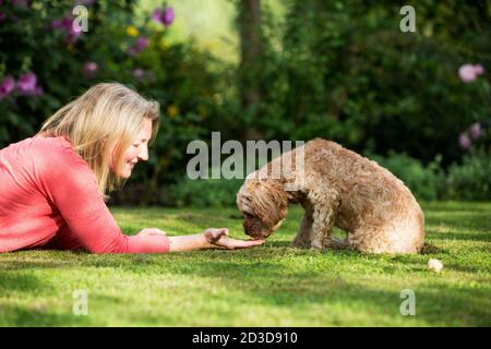 Frau liegt auf dem Rasen in einem Garten, spielt mit Rehkitz beschichteten jungen Cavapoo. Stockfoto