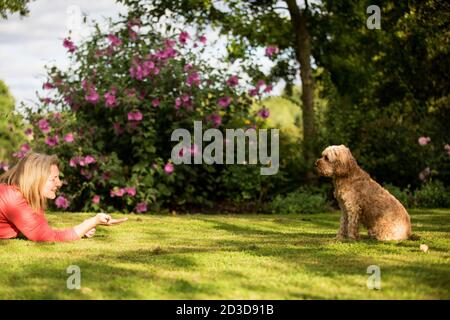 Frau liegt auf dem Rasen in einem Garten, spielt mit Rehkitz beschichteten jungen Cavapoo. Stockfoto