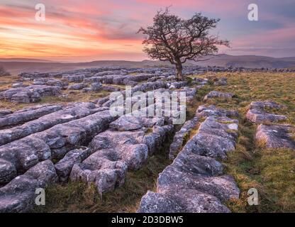 Weißdorn-Baum und Kalksteinpflaster mit Blick auf Ingleborough Hill vom Winskill Stones Nature Reserve über dem Dorf Langcliffe in der Nähe von Settle, Stockfoto