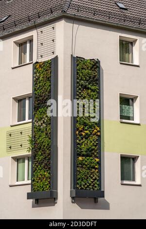 Installation von Fassadenbegrünung an 4 Wohngebäuden, Gladbecker Straße, B224, sollen sie Stickoxide und Feinstaub abfiltern Stockfoto