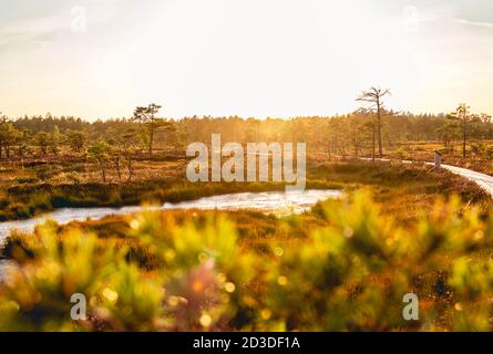 Landschaft mit Sonnenuntergang über dem Sumpf, wo der Plankenweg durch Pinien führt und in der Nähe eines kleinen Sees, mit Bokeh Pinien Brunch im Vordergrund. Stockfoto