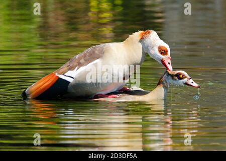 Ein Paar sich paarende ägyptische Gänse, fotografiert von einem Vogelschutzgebiet in Kapstadt. Stockfoto