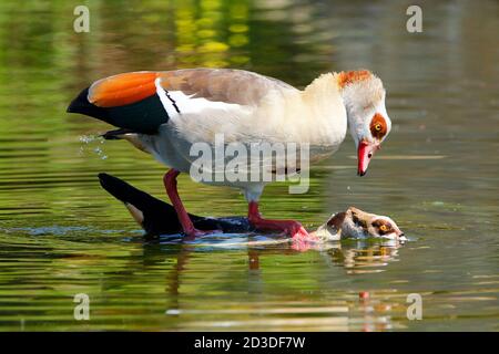 Ein Paar sich paarende ägyptische Gänse, fotografiert von einem Vogelschutzgebiet in Kapstadt. Stockfoto