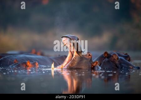Ein Nilpferd, Hippopotamus amphibius, ruht in einem Wasserloch, man gähnt und öffnet seinen Mund mit seinen Zähnen Stockfoto