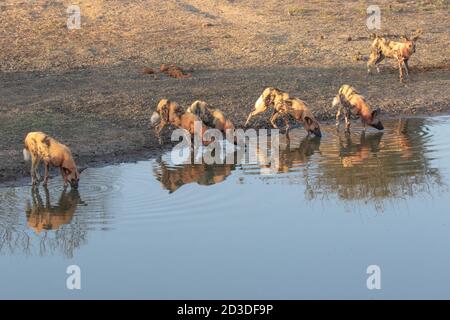 Eine Packung wilder Hunde, Lycaon pictus, mit Blut bedeckt, trinkend an Wasserloch Stockfoto