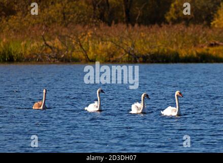 Duddingston, Edinburgh, Schottland, Großbritannien. Oktober 2020. Herbstfarben beginnen sich in der Sonne am Duddingston Loch, Holyrood Park zu zeigen. Temperatur von 9 Grad. Im Bild 3 Erwachsene Mute Swans und ein Jugendlicher scheinen sich gesellschaftlich voneinander zu distanzieren, während sie über den loch gleiten. Quelle: Arch White/Alamy Live News Stockfoto