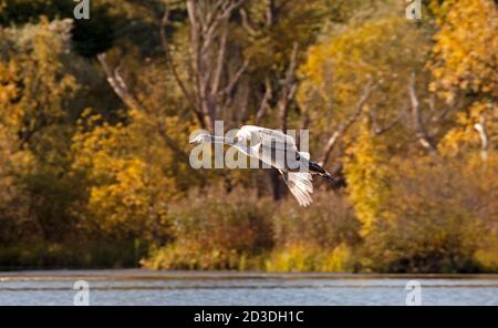 Duddingston, Edinburgh, Schottland, Großbritannien. Oktober 2020. Herbstfarben beginnen sich in der Sonne am Duddingston Loch, Holyrood Park zu zeigen. Temperatur von 9 Grad. Im Bild: Der junge Mute Swan fliegt über den loch mit aurtmnem Laub im Hintergrund. Quelle: Arch White/Alamy Live News Stockfoto