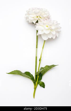 Zwei weiße Herbstdahlien isoliert auf weißem Hintergrund. Speicherplatz kopieren. Stockfoto