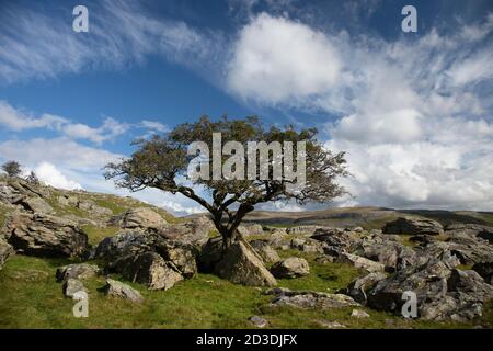 Lone Rowan oder Mountain Ash und Erratic Boulders in Norber Brow, oberhalb von Austwick, Crummackdale, North Yorkshire, Yorkshire Dales National Park, Großbritannien. Stockfoto