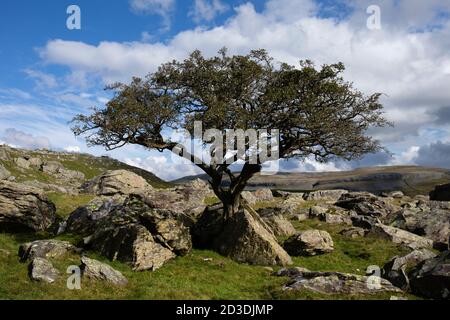 Lone Rowan oder Mountain Ash und Erratic Boulders in Norber Brow, oberhalb von Austwick, Crummackdale, North Yorkshire, Yorkshire Dales National Park, Großbritannien. Stockfoto