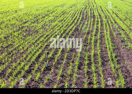 new shoots of a winter wheat selective focus Stockfoto