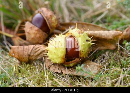 Dresden, Deutschland. Okt. 2020. Kastanienbäume liegen auf einer Wiese im Schlosspark von Pillnitz. Quelle: Robert Michael/dpa-Zentralbild/dpa/Alamy Live News Stockfoto