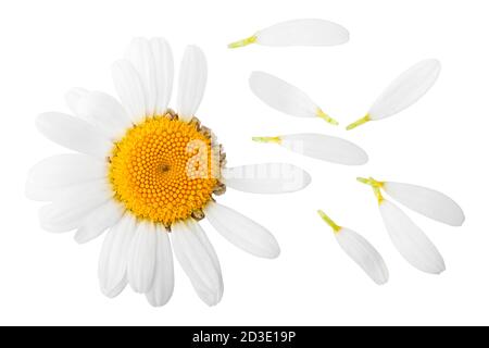 Kamille auf weißem Hintergrund, Beschneidungspfade, volle Tiefenschärfe Stockfoto
