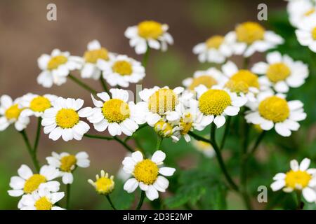 Schöne Blumen von weißen Gänseblümchen Hintergrund verwischen selektiven Fokus Stockfoto