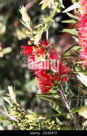 Leuchtend rote flauschige tropische Blume natürliche Andalusien Stockfoto