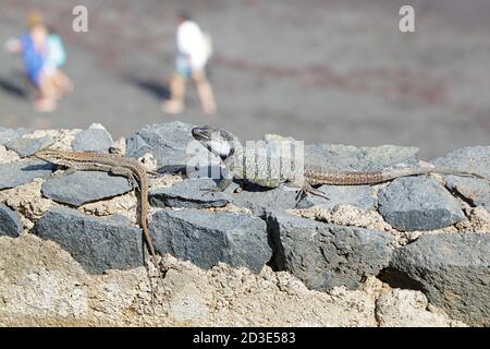 Tenerife Eidechse oder westlichen Kanaren Eidechse (Gallotia Galloti), Teneriffa, Kanarische Inseln, Spanien Stockfoto