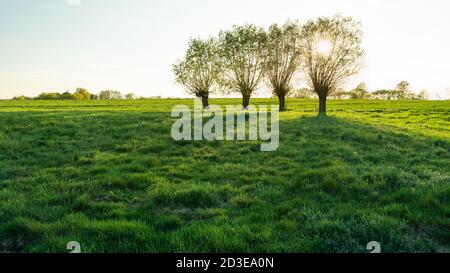 Die Sonne hinter Weidenbäumen auf einer grünen Wiese Stockfoto