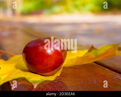 Eine glänzende braune Kastanienmutter liegt auf einem gelben Ahornblatt auf einer Bank. Sonniger, warmer Herbsttag. Unscharfer Hintergrund. Speicherplatz kopieren. Stockfoto