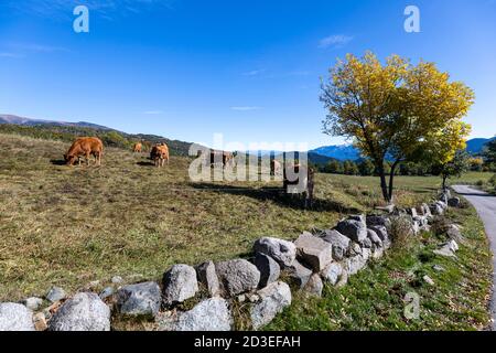 Kühe in Cerdanya Mountains. Stockfoto