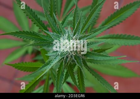 Cannabispflanze, auch als Marihuana oder Hanfpflanze in der Blütezeit bekannt, mit üppigen Blättern mit CBD- und THC-Kristallen und Thricome Stockfoto