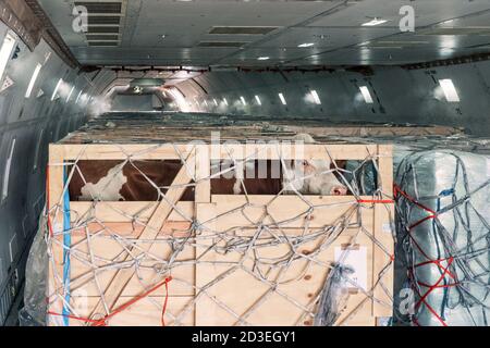 Viehbestand in Holzkisten, die durch Netze gesichert werden Das Hauptdeck Frachtraum eines Jumbo Jet Frachters Flugzeug Stockfoto