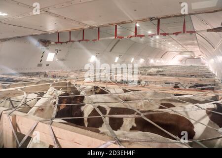 Viehbestand in Holzkisten, die durch Netze gesichert werden Das Hauptdeck Frachtraum eines Jumbo Jet Frachters Flugzeug Stockfoto