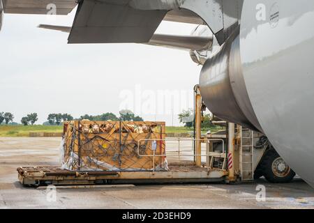 Viehbestand in Holzkisten, die durch Netze gesichert sind, die von abgeladen werden Ein Hochlader aus dem unteren Laderaum eines Jumbo Jet Stockfoto