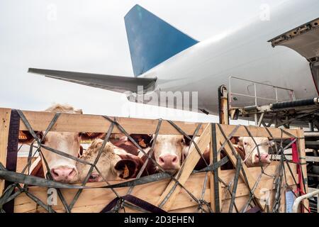 Viehbestand in Holzkisten, die durch Netze gesichert sind, die von abgeladen werden Ein Hochlader aus dem unteren Laderaum einer B747 Jumbo Jet Frachter Flugzeug Stockfoto