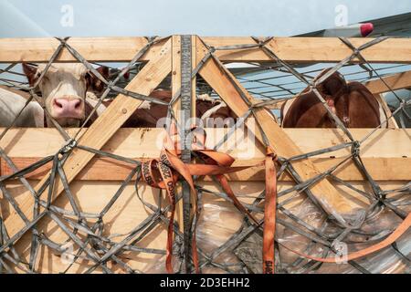 Vieh in Holzkisten gesichert durch Netze verschifft als Lebende Luftfracht auf der ganzen Welt Stockfoto