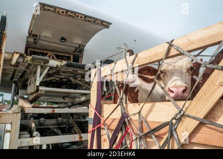 Viehbestand in Holzkisten, die durch Netze gesichert sind, die von abgeladen werden Ein Hochlader aus dem unteren Laderaum eines Jumbo Jet-Frachter-Flugzeuge Stockfoto