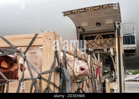 Viehbestand in Holzkisten, die durch Netze gesichert sind, die von abgeladen werden Ein Hochlader aus dem unteren Laderaum eines Jumbo Jet Stockfoto