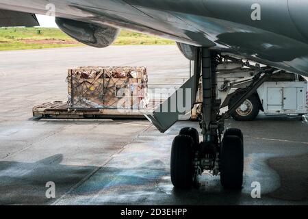 Viehbestand in Holzkisten, die durch Netze gesichert sind, die von abgeladen werden Ein Hochlader aus dem unteren Laderaum eines Jumbo Jet Stockfoto