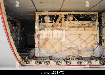 Viehbestand in Holzkisten, die durch Netze gesichert werden Der untere Frachtraum eines Jumbo Jet Frachters Stockfoto