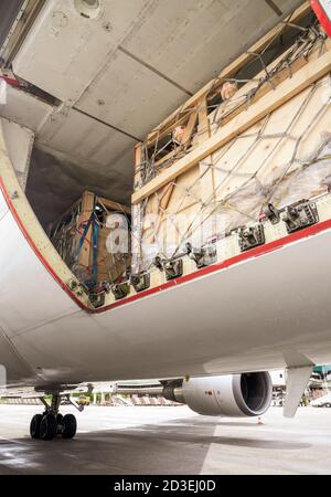 Viehbestand in Holzkisten, die durch Netze gesichert werden Der untere Frachtraum eines Jumbo Jet Frachters Stockfoto