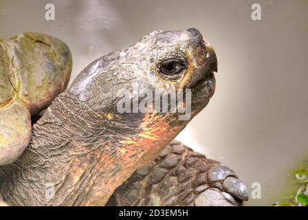 Natur, Tiere und Landschaften Stockfoto