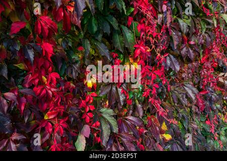 Massive Wand von Virginia Creeper in lebendigen Herbstfarben, Hintergrundfoto Stockfoto