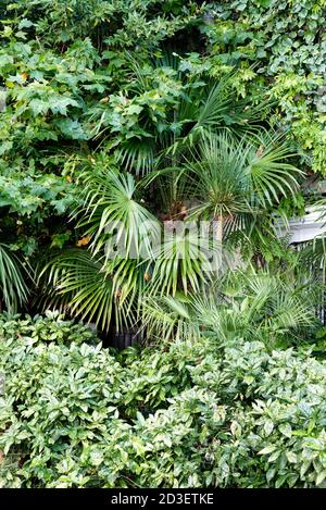 Sortiment immergrüne Pflanzen Stockfoto