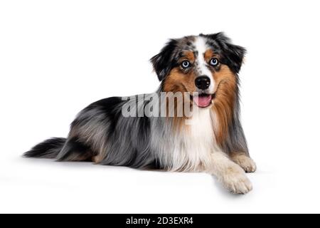 Schöner und gepflegter australischer Schäferhund, der Nebenwege hinlegt. Blick auf die Kamera mit hellblauen Augen. Isoliert auf weißem Hintergrund. M Stockfoto