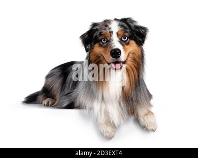 Schöner und gepflegter australischer Schäferhund, der sich mit Pfoten über dem Rand hinlegt. Blick auf die Kamera mit hellblauen Augen. Isoliert auf weißem Bac Stockfoto