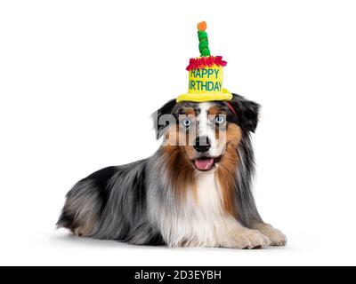 Wunderschöne Australian Shepherd Hund, hinlegen trägt Happy Birthday Hut. Blick auf die Kamera mit hellblauen Augen. Isoliert auf weißem Hintergrund. Stockfoto