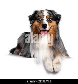 Wunderschöner australischer Schäferhund, der sich mit Vorderpfoten über den Rand legt. Blick auf die Kamera mit hellblauen Augen. Isoliert auf weißem Hintergrund. Stockfoto