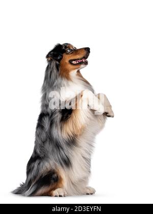 Wunderschöner australischer Schäferhund, der auf Hinterpfoten sitzt. Blick mit hellblauen Augen auf. Isoliert auf weißem Hintergrund. Stockfoto