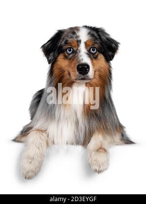 Wunderschöner australischer Schäferhund, der sich mit Vorderpfoten über den Rand legt. Blick auf die Kamera mit hellblauen Augen. Isoliert auf weißem Hintergrund. Stockfoto