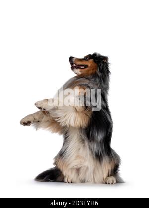 Wunderschöner australischer Schäferhund, der auf Hinterpfoten sitzt. Blick mit hellblauen Augen auf. Isoliert auf weißem Hintergrund. Stockfoto