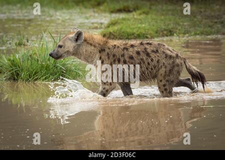 Erwachsene Hyäne suchen wachsam zu Fuß durch braunes Wasser in Ngorongoro Krater in Tansania Stockfoto