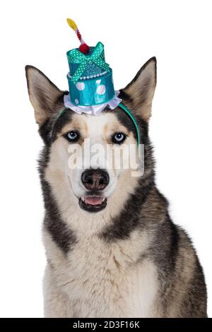 Kopfaufnahme des schönen jungen Erwachsenen Husky Hund, sitzen in blauen Kuchen Geburtstagshut. Blick auf die Kamera mit hellblauen Augen. Mund offen. Isol Stockfoto