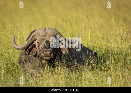Erwachsene Büffel liegen im hohen Gras am Nachmittag Sonnenlicht in Masai Mara in Kenia Stockfoto