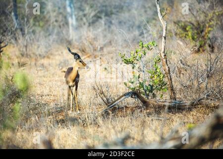 Wunderschönes junges Impala Männchen, das zwischen Bäumen und Sträuchern in einer südafrikanischen Landschaft steht. Seitlicher Blick mit Profil. Stockfoto